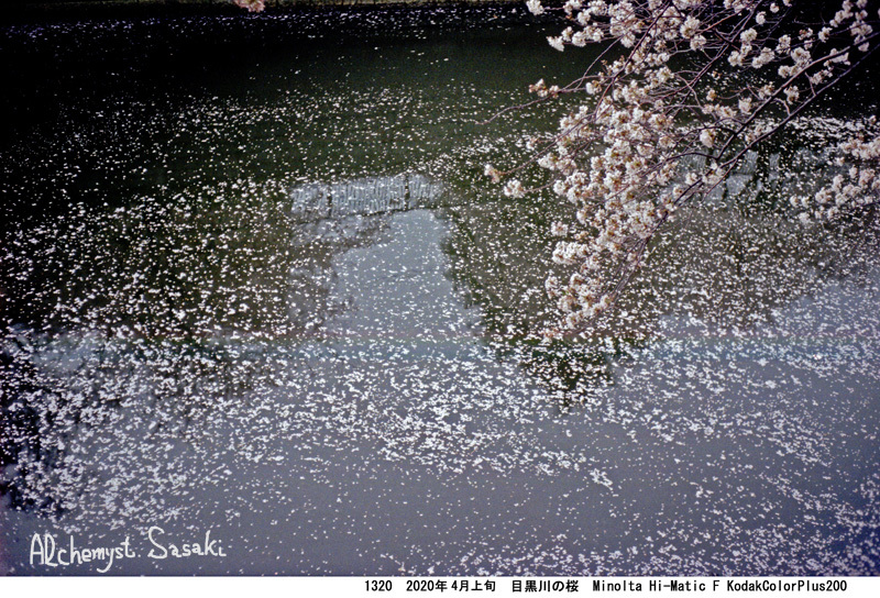 桜・フィルム1320-3