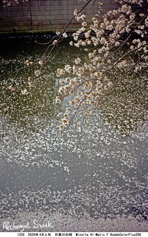 桜・フィルム1320-4