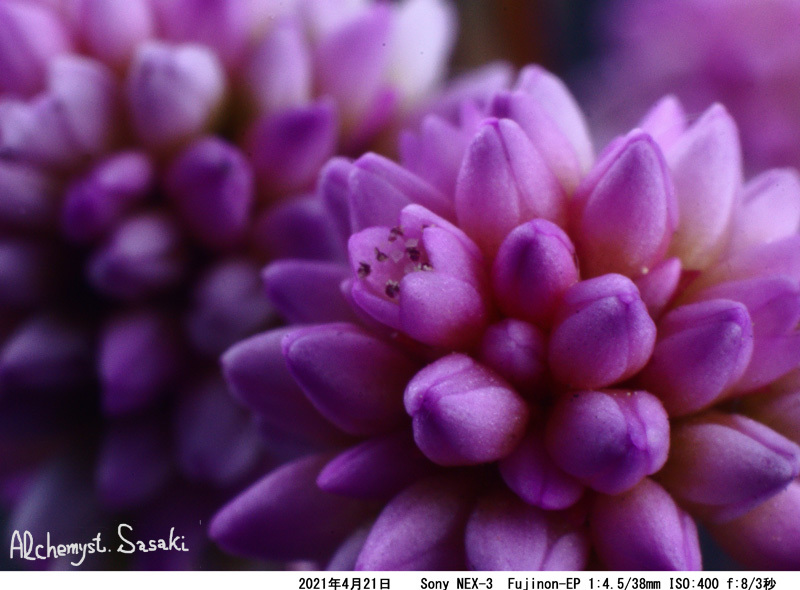 春の花　接写DSC05744 Ⅱ