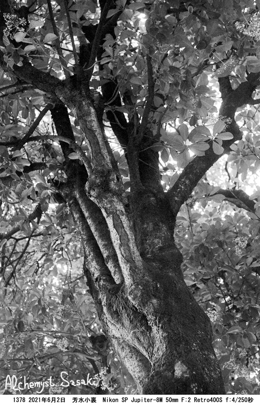 大崎の樹1378-35
