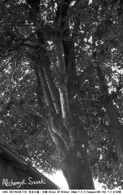 大崎の樹1383-5