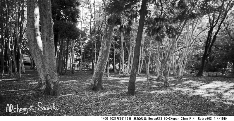 林試の森1400-22