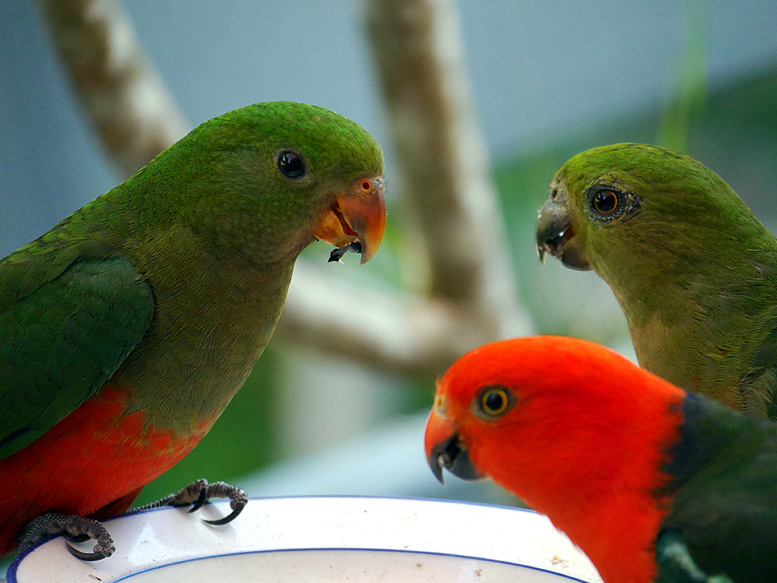 Kingparrot family