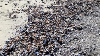 砂浜に打ち上げられた貝殻（St James）