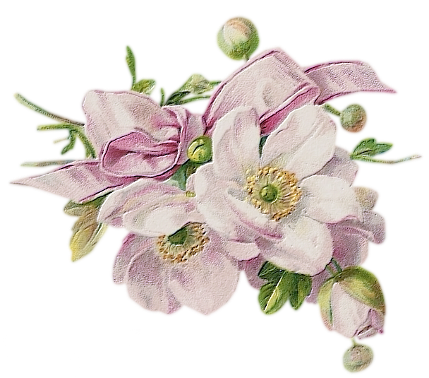 春庭花 ネメシア ビオラ カーネーション マーガレット ローダンセマム 今日はアベマ開局記念の日 花便りゆうちゃんのひとりごと