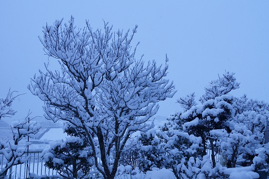 201231積雪-1