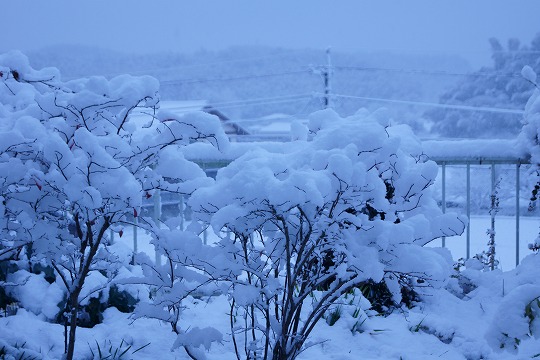 201231積雪-3
