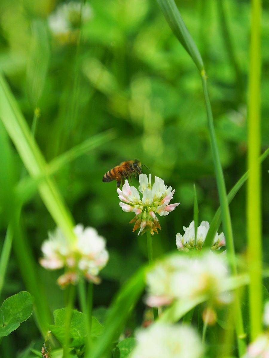 シロツメクサのミツバチ 2021年5月