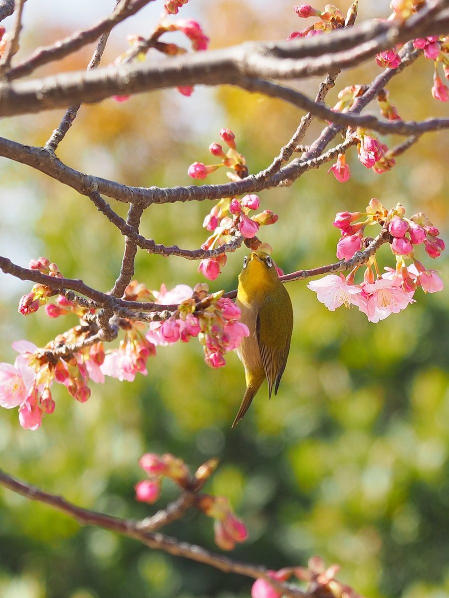 近所の公園の河津桜に来たメジロ 2021年2月