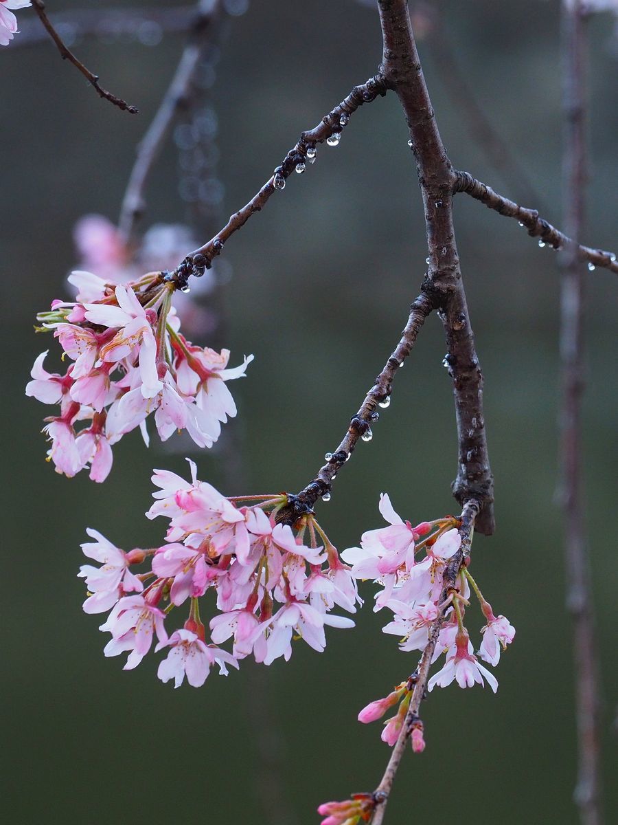 枝垂桜としずく 2021年3月皇居