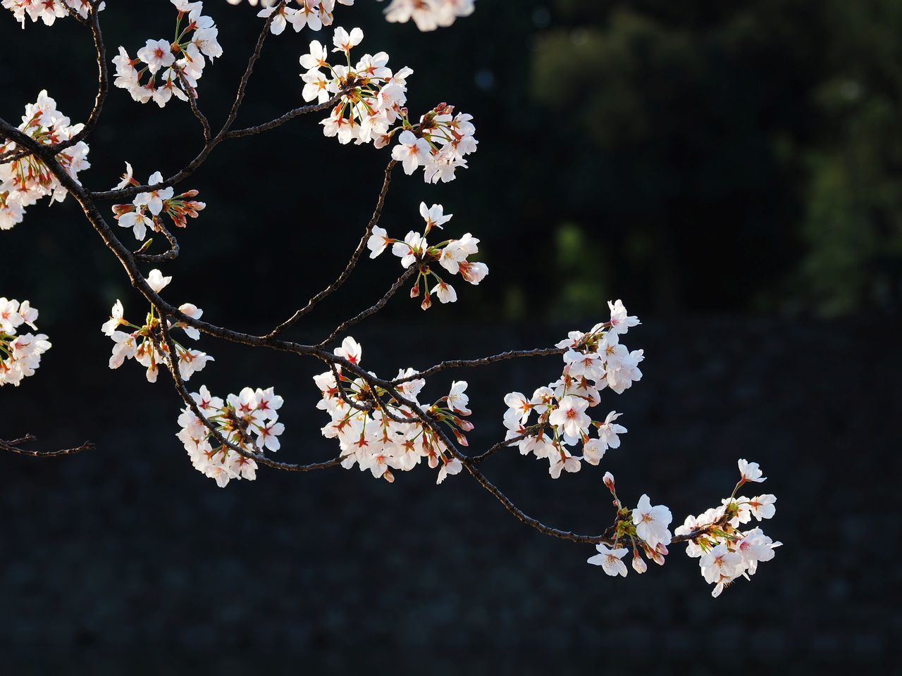 皇居周りの桜31 背景が暗い桜　2021年3月