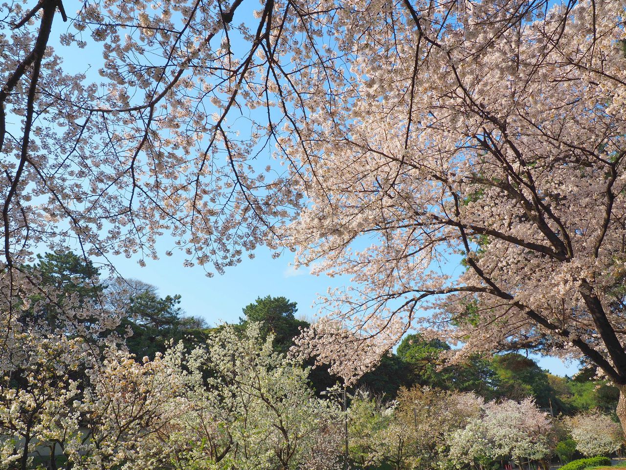 満開の桜と青空 2021年3月