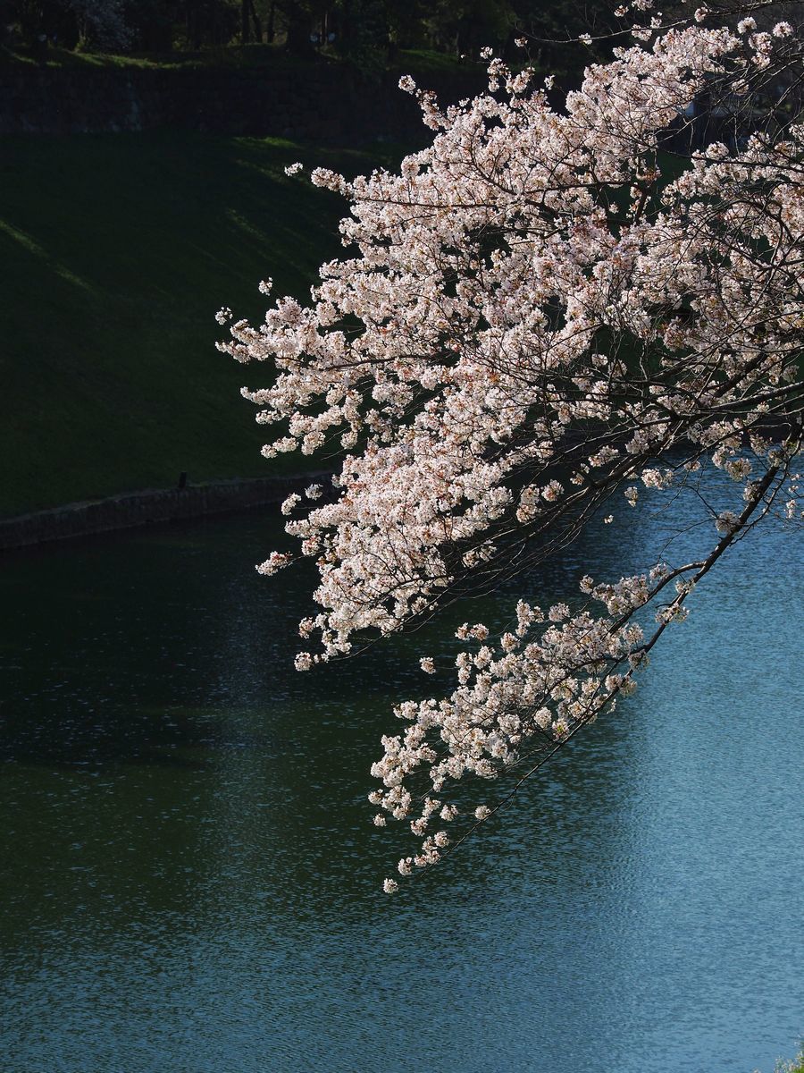 千鳥ヶ淵の水面を背景にした桜 2021年3月
