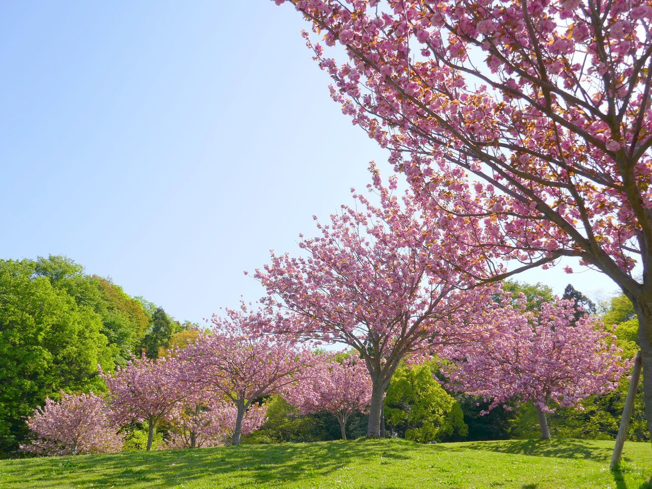 八重桜の林 ローアングルから 2021年4月