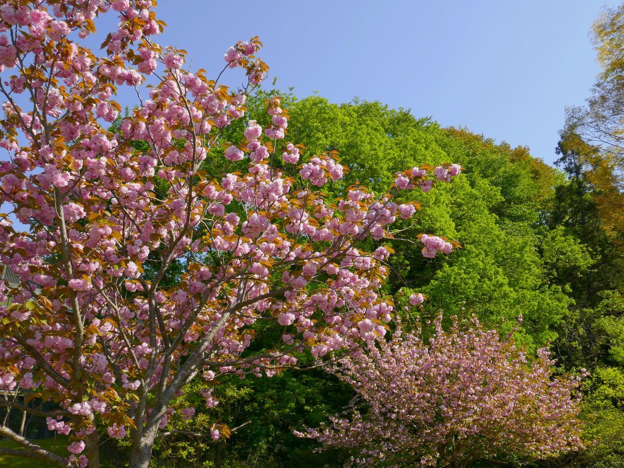 八重桜の林 緑をバックに 2021年4月