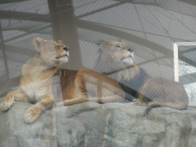 2011:1:21 ラオサクラ夫妻王子動物園