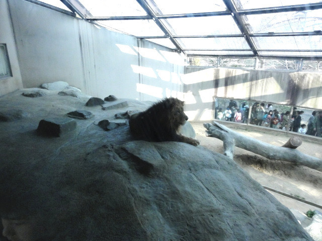 2011:3:31 ラオくん王子動物園