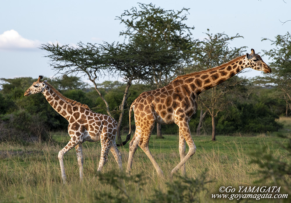 日は世界キリンの日 World Giraffe Day   写真家・山形豪の