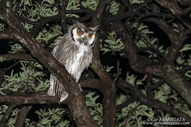 ミナミアフリカオオコノハズク　Southern White-faced Owl Ptilopsis leucotis