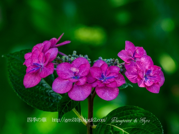 北公園の紫陽花　Ａ
