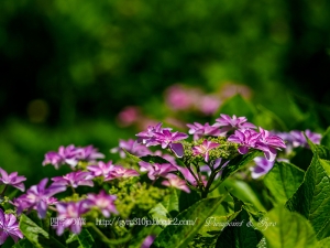 北公園の紫陽花　Ｉ