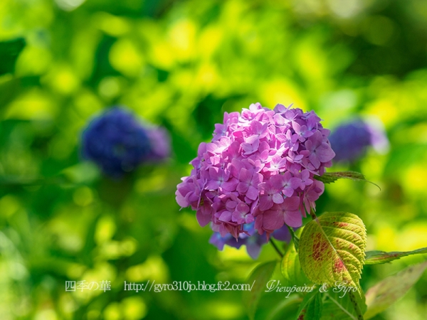 北公園の紫陽花　Ｇ