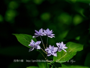 北公園の紫陽花　Ｈ
