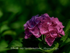 北公園の紫陽花　Ｅ