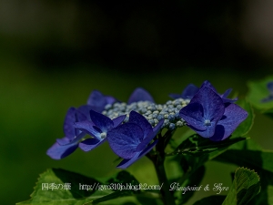 北公園の紫陽花　Ｌ