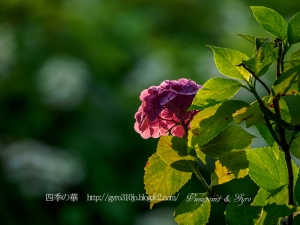 北公園の紫陽花　Ｆ