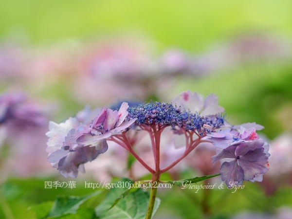 北公園の紫陽花　２Ｇ