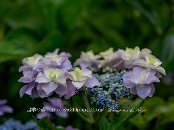 北公園の紫陽花　２Ｋ