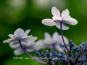 北公園の紫陽花　２Ｆ