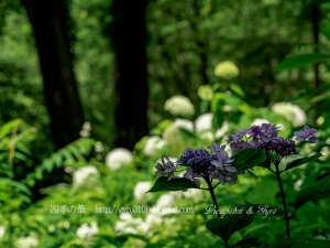 北公園の紫陽花　Ｂ