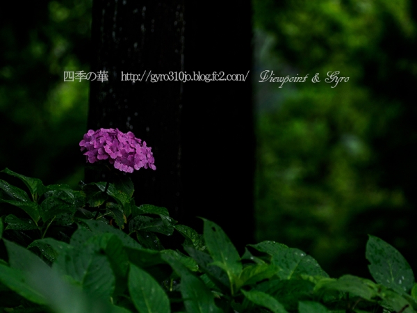浦山地区の紫陽花　Ｋ