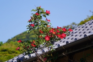 136屋根を潤すバラの花