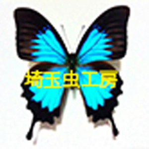 2020_埼玉虫工房_logo