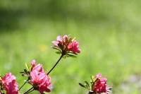 5月の花（ニコン）