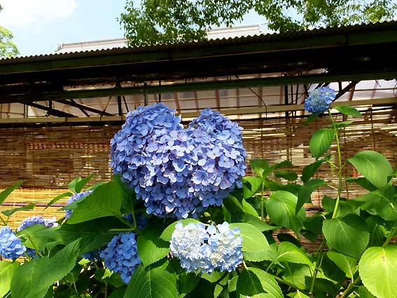 藤森神社のハート形紫陽花