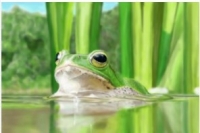 【オンライン】カエルのスゴイ生態 ～多様な生き残り戦略～東京大学大学院生（農学・博士課程） 迫野　貴大カエル