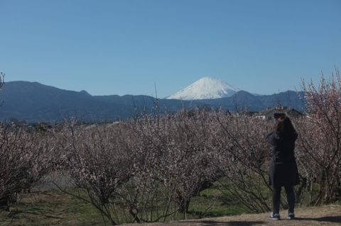曽我梅林から望む富士山