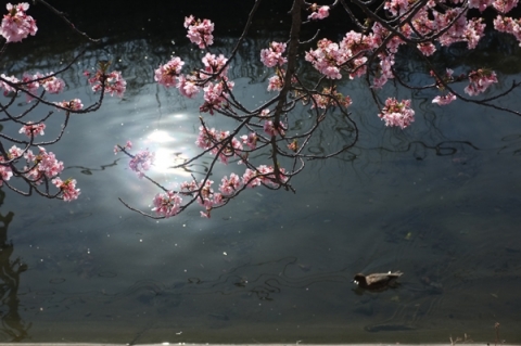 河津桜と泳ぐカモ