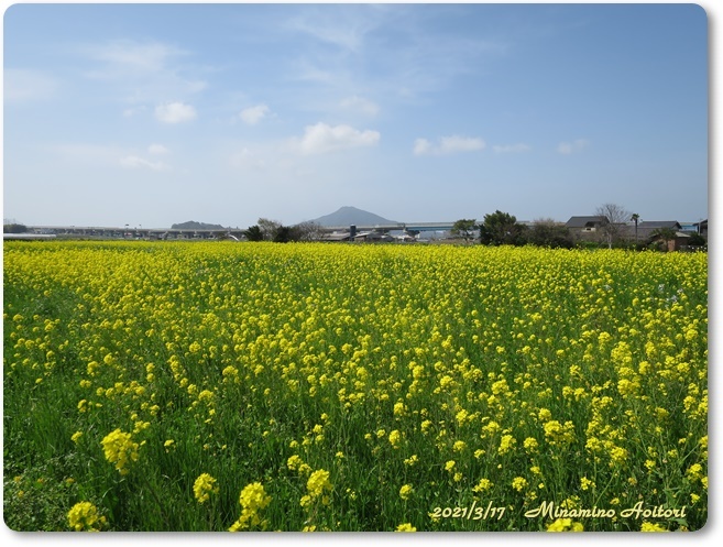 可也山と菜の花IMG_8805