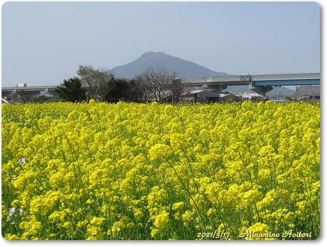 可也山と菜の花IMG_8814
