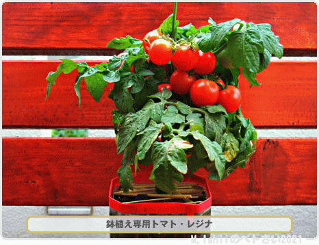 1 9 ペトさい的 鉢植え専用トマト レジナ の育て方 M Ishiiのペ ト さ い