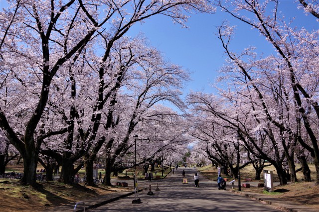 ☆IMGP0588 2020-03稲荷山公園の桜