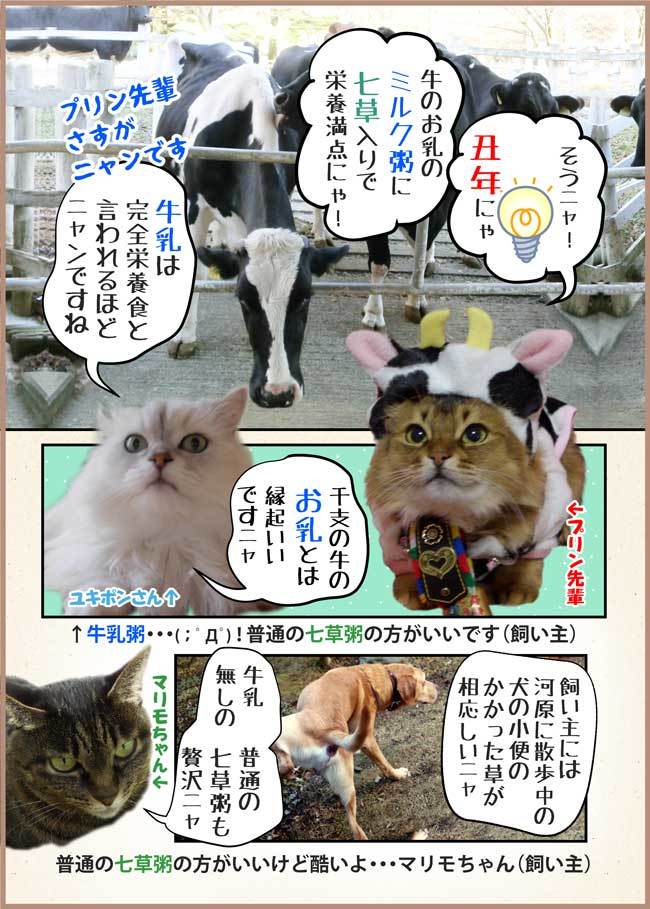 2021-01-07-Thu-03-Bb-七草粥の猫写真漫画-牛乳粥
