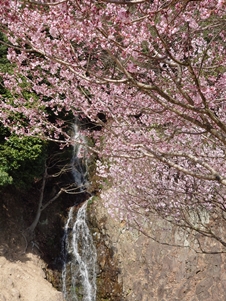 滝と桜
