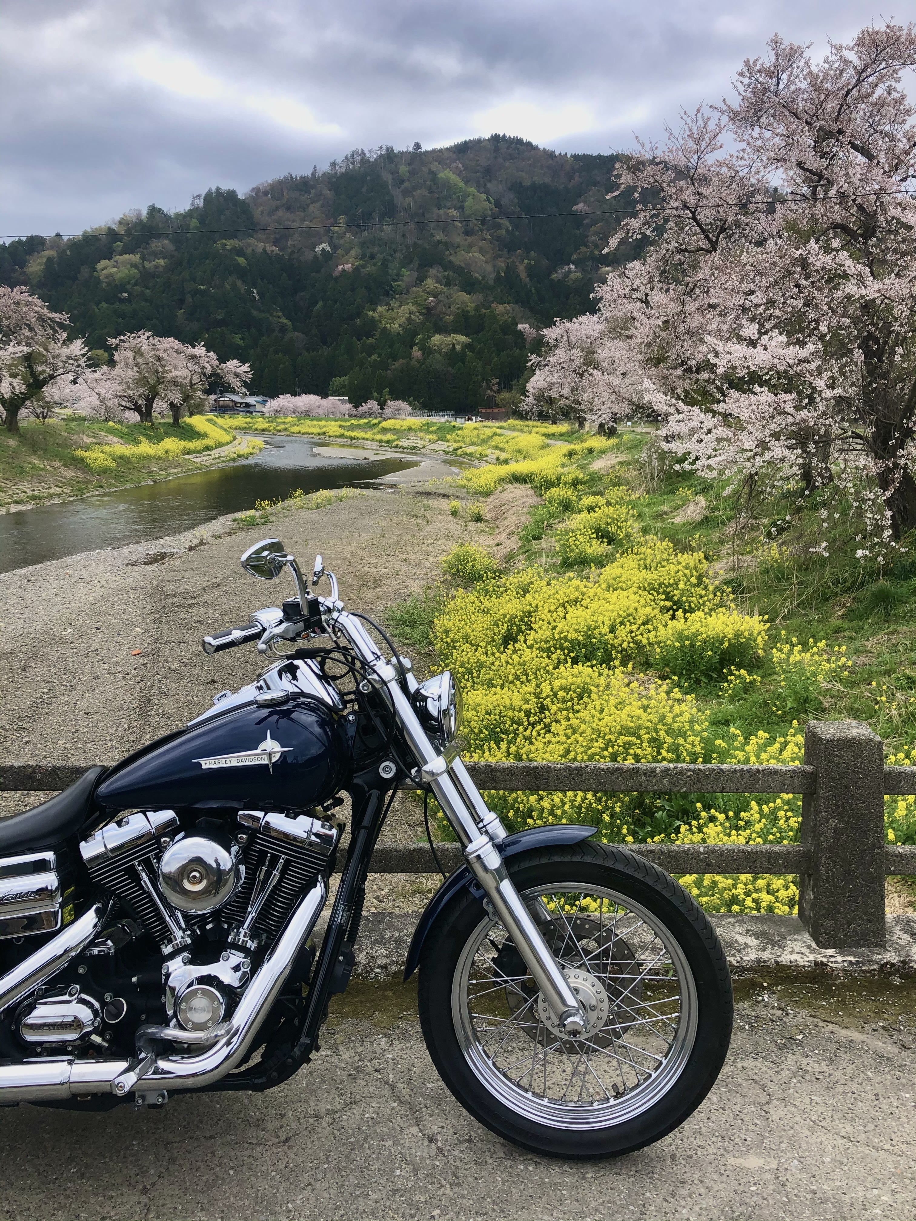 奥琵琶湖　お花見　ツーリング　余呉川　春の景色　菜の花　桜　長浜　ハーレー バイク