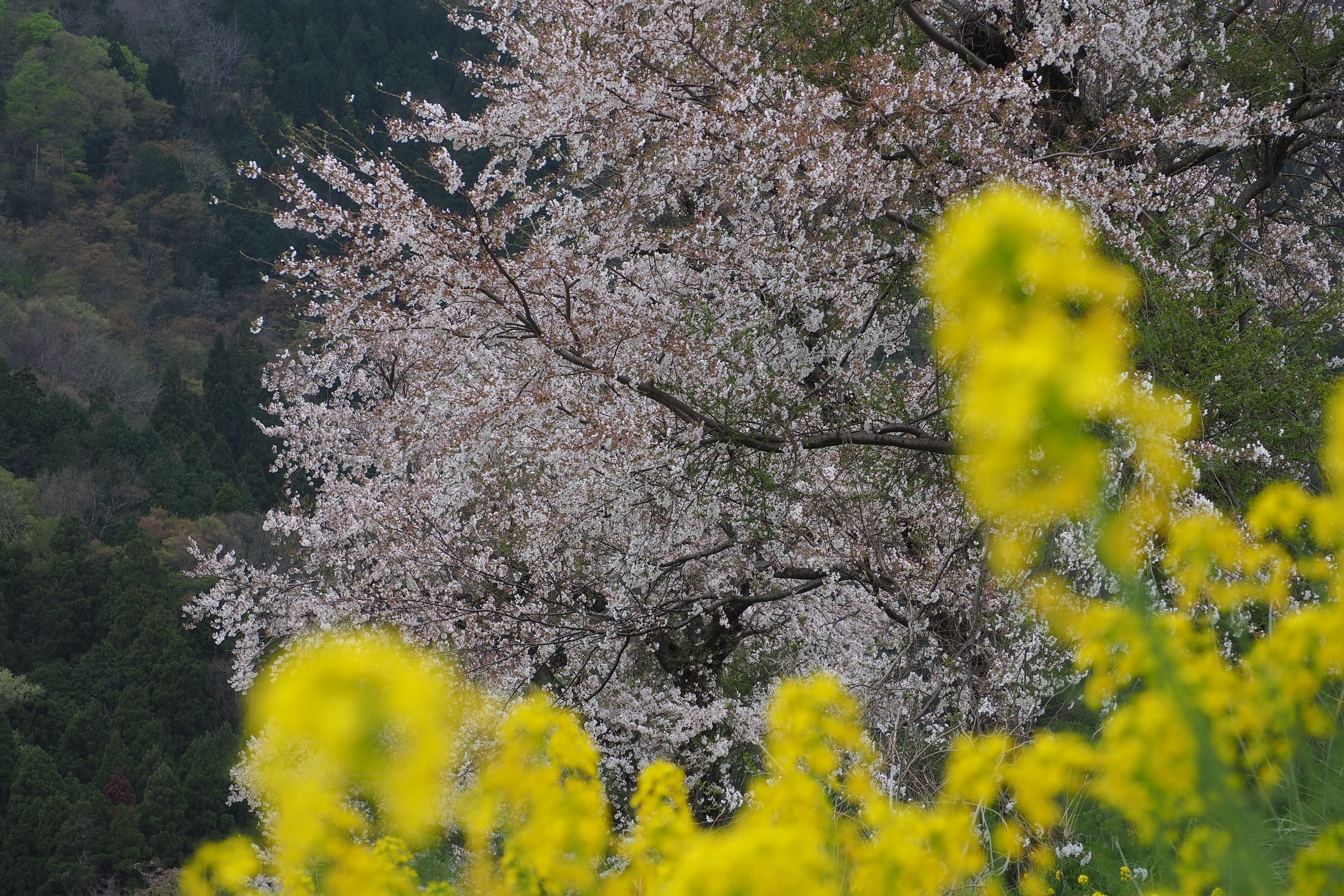 奥琵琶湖　お花見　ツーリング　余呉川　春の景色　菜の花　桜　長浜
